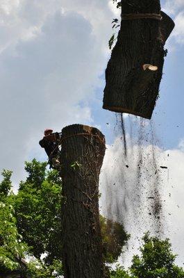 Large Hazardous trees a speciality. We are second to none.