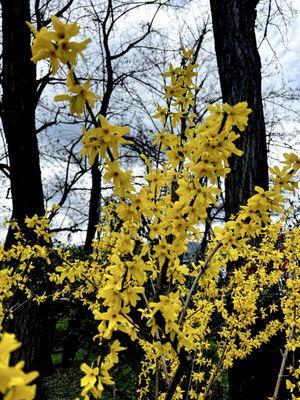 Bushes on the ground of the Highland