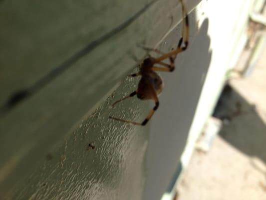 Bee Green Pest Solutions