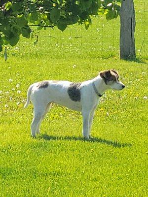 The Paw Spa Pet Grooming