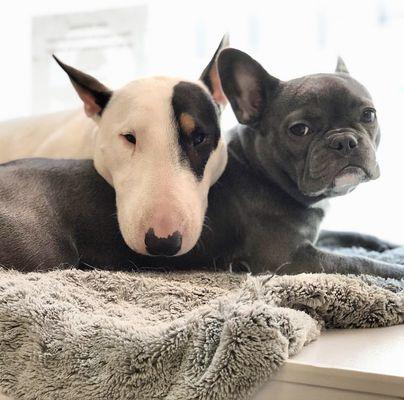 pupculture Tribeca