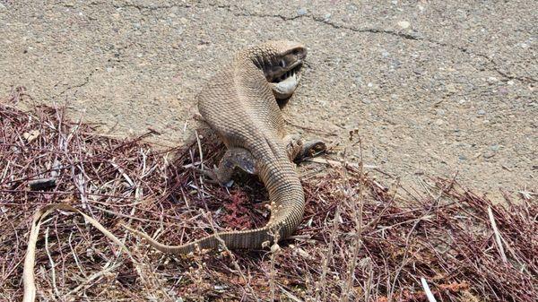 Monitor lizard