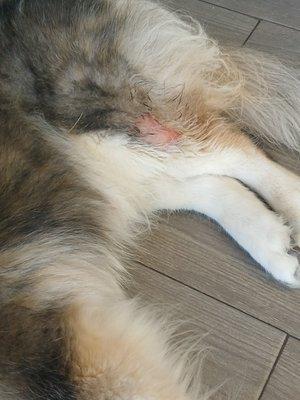 Pet Planet Hotel & Day Camp