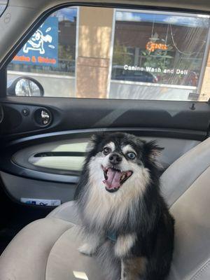 Shake & Shine Canine Wash and Deli