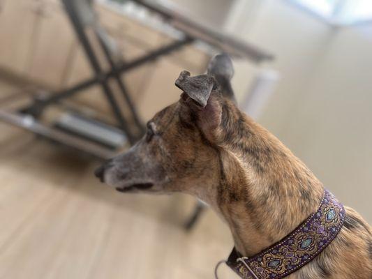 Skyway Animal Hospital