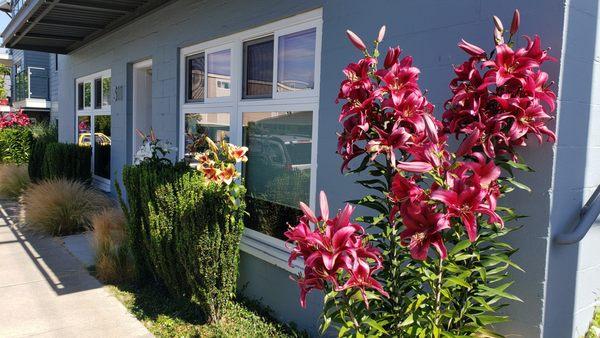Flowers outside of Refined Physio