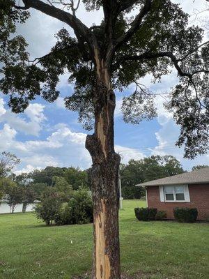 Alternative Tree Removal