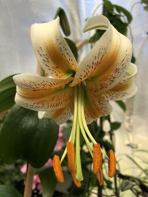 Deborah L Wilson Garden Service LLC