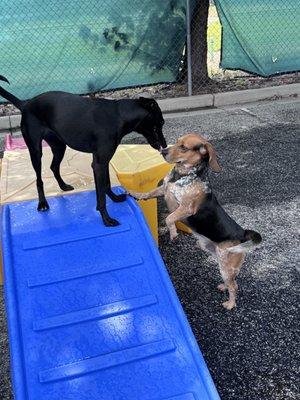 The Dog Spot Training & Enrichment Center