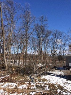 Freers & Sons Tree Service