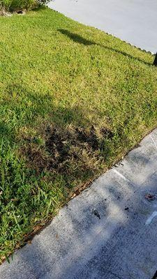 Green Florida Landscaping