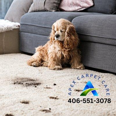 Apex Carpet Care