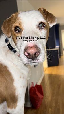 RVT Pet Sitting, LLC