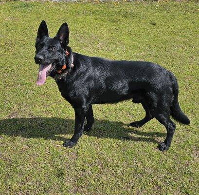 280 Animal Medical Center