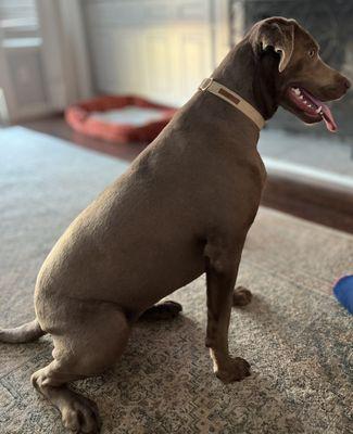 Our Charcoal lab with a full bath and shave !