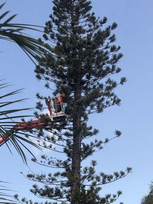 That's a really High Trim, High Trim!!!