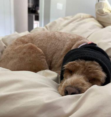 Modern Pet Salon - Ballantyne