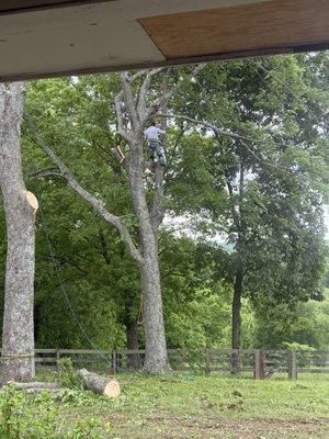 Vazquez Tree Service