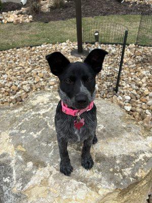 Bergheim Pet Hospital & Clinic