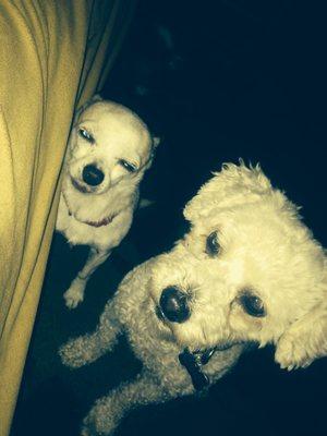 Pet sitting by Claudia