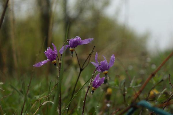 A Native Father & Daughter Production