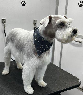 Bubbles And Bows Mobile Pet Spa