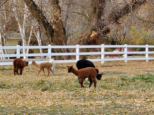 Uinta Alpacas