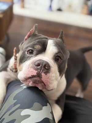 Hickory Creek Animal Shelter