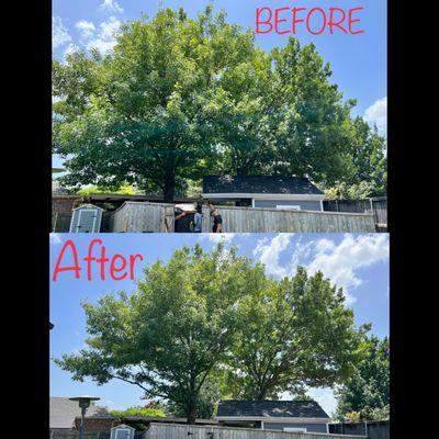 Paramount Tree Care