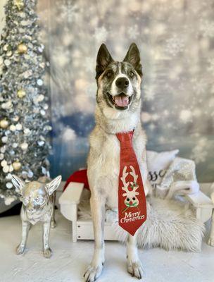 Holiday Dog Boarding at Pupper Club San Diego
