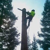 Just another day in the tree biz