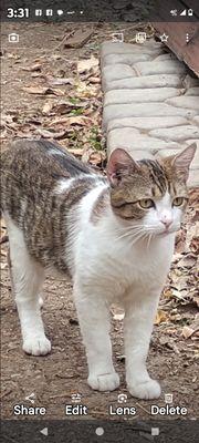 South Side Animal Rescue