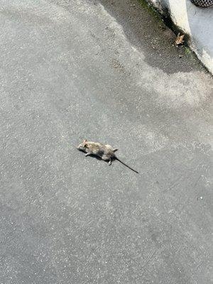 Left side of the building right by the door I found this RAT!