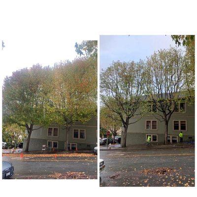 The Dog Professional Tree Service