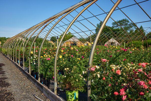 Pleasant Run Nursery