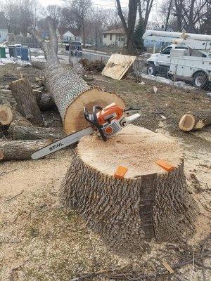 Mn Tree Service
