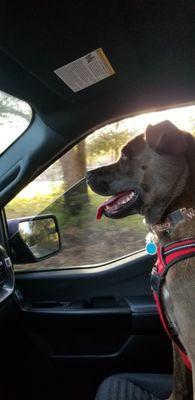 Happy Boy after Vet visit.