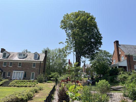 Queen City Silviculture