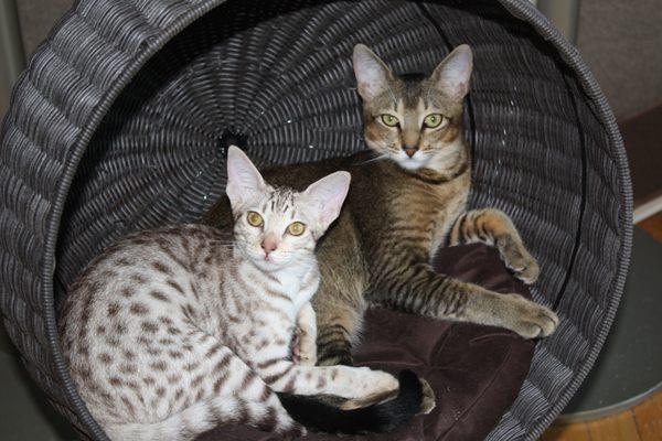 Karimba & Snickers :)