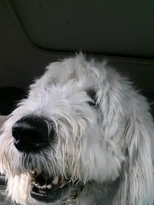 Riding with Muttmama to figure day care is the best!