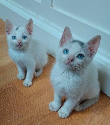 Edgefield Veterinary Clinic