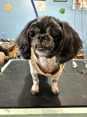 Amy's Home Pet Grooming