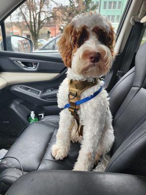 Portland's Premier Dog Trainer