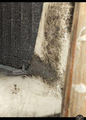 Mold found in her apartment that she moved into and They ignored and didn't clean or Care