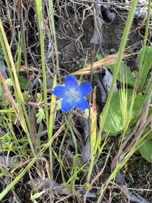 Blossom Valley Summit County Trail