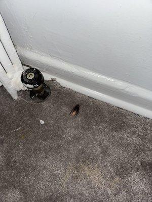 Washington & Lee Apartments