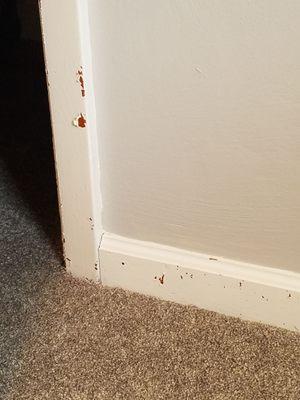 American Carpet Distributors