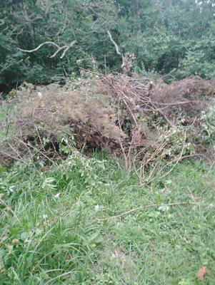 Kaylors Tree Service