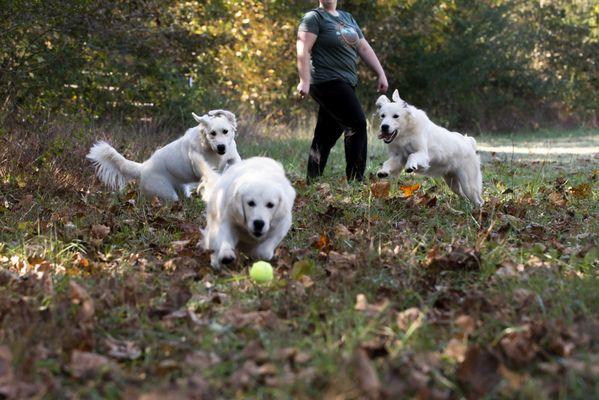 Golden Retrievers playing.