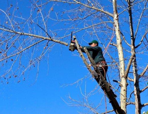 CutWright Tree Service